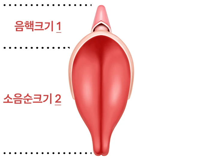 음핵과 소음순의 비율을 표시한 도해